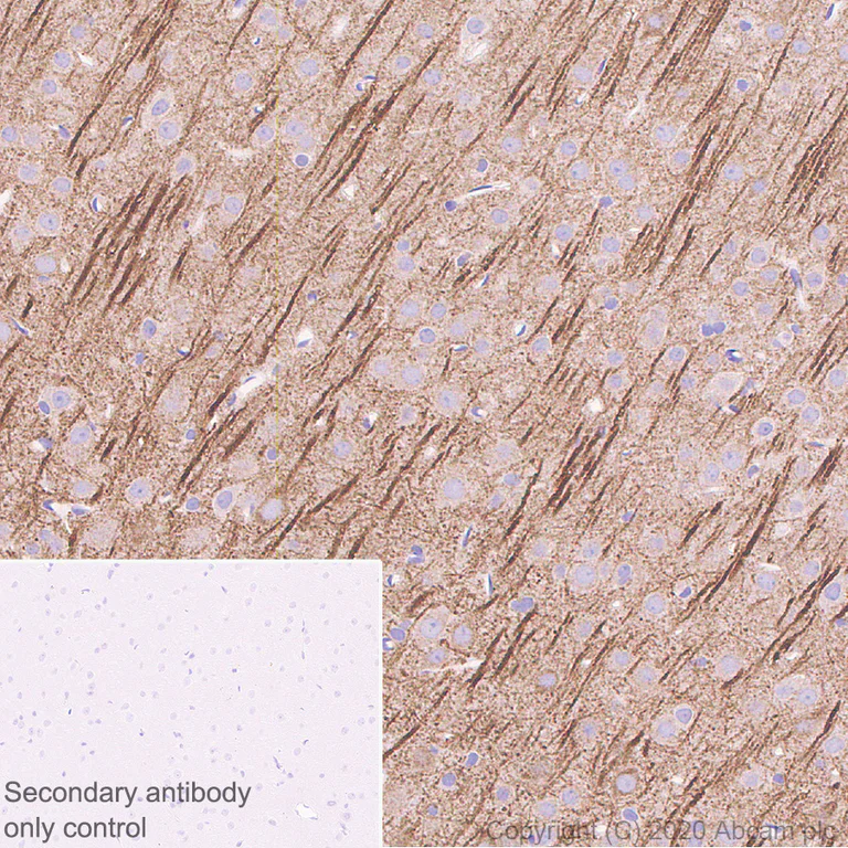 Immunohistochemistry (Formalin/PFA-fixed paraffin-embedded sections) - Anti-MAP2 antibody [AA6] - Neuronal Marker (AB254144)
