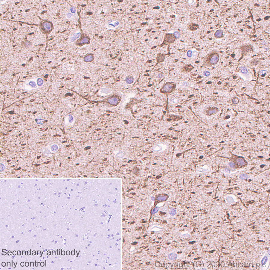 Immunohistochemistry (Formalin/PFA-fixed paraffin-embedded sections) - Anti-MAP2 antibody [AA6] - Neuronal Marker (AB254144), expandable thumbnail