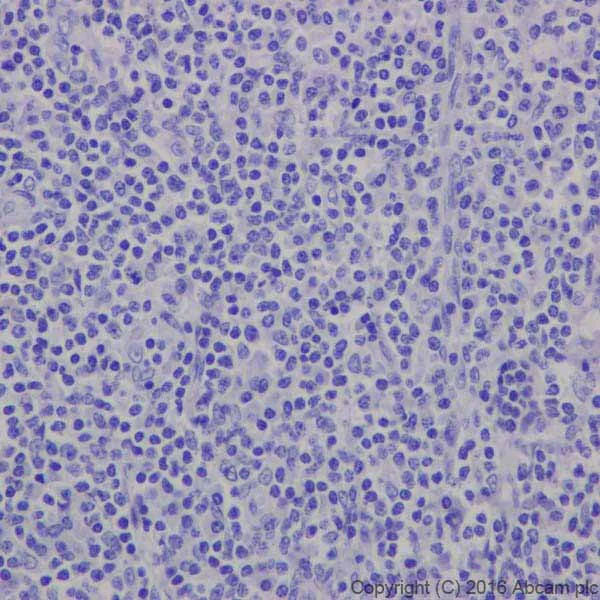 Immunohistochemistry (Formalin/PFA-fixed paraffin-embedded sections) - Anti-MAP2 antibody [EPR19691] - BSA and Azide free (AB236033)
