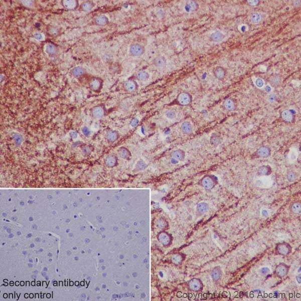 Immunohistochemistry (Formalin/PFA-fixed paraffin-embedded sections) - Anti-MAP2 antibody [EPR19691] - BSA and Azide free (AB236033)