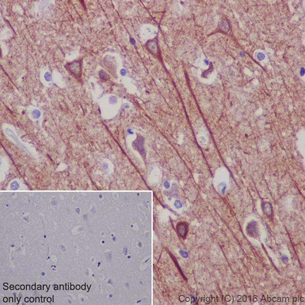 Immunohistochemistry (Formalin/PFA-fixed paraffin-embedded sections) - Anti-MAP2 antibody [EPR19691] - BSA and Azide free (AB236033)