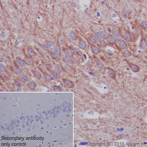 Immunohistochemistry (Formalin/PFA-fixed paraffin-embedded sections) - Anti-MAP2 antibody [EPR19691] - BSA and Azide free (AB236033)