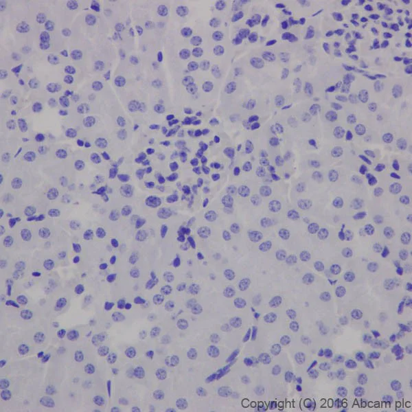 Immunohistochemistry (Formalin/PFA-fixed paraffin-embedded sections) - Anti-MAP2 antibody [EPR19691] - BSA and Azide free (AB236033)