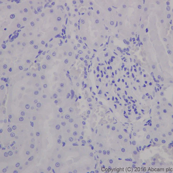 Immunohistochemistry (Formalin/PFA-fixed paraffin-embedded sections) - Anti-MAP2 antibody [EPR19691] - BSA and Azide free (AB236033)