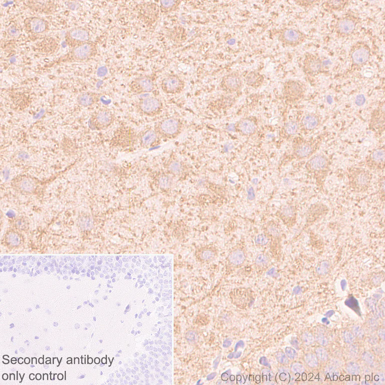 Immunohistochemistry (Formalin/PFA-fixed paraffin-embedded sections) - Anti-MAP2 antibody [EPR19691] - Chicken IgY (Chimeric) - BSA and Azide free (AB318994)