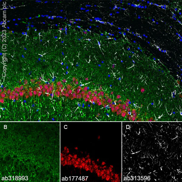 Immunohistochemistry (Frozen sections) - Anti-MAP2 antibody [EPR19691] - Chicken IgY (Chimeric) - BSA and Azide free (AB318994)