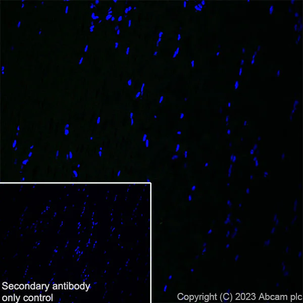 Immunohistochemistry (Frozen sections) - Anti-MAP2 antibody [EPR19691] - Chicken IgY (Chimeric) - BSA and Azide free (AB318994)