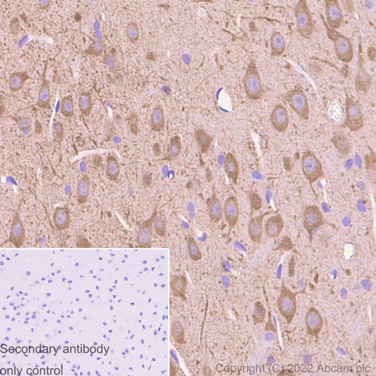 Immunohistochemistry (Formalin/PFA-fixed paraffin-embedded sections) - Anti-MAP2 antibody [EPR19691] - Goat IgG (Chimeric) - BSA and Azide free (AB302488)