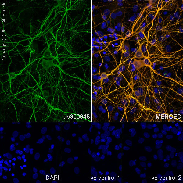 Immunocytochemistry/ Immunofluorescence - Anti-MAP2 antibody [EPR19691] - Mouse IgG2a (Chimeric) - BSA and Azide free (AB300646)