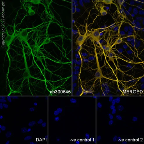 Immunocytochemistry/ Immunofluorescence - Anti-MAP2 antibody [EPR19691] - Mouse IgG2a (Chimeric) - BSA and Azide free (AB300646)