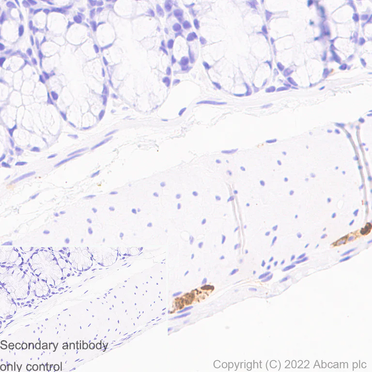Immunohistochemistry (Formalin/PFA-fixed paraffin-embedded sections) - Anti-MAP2 antibody [EPR19691] - Mouse IgG2a (Chimeric) - BSA and Azide free (AB300646)