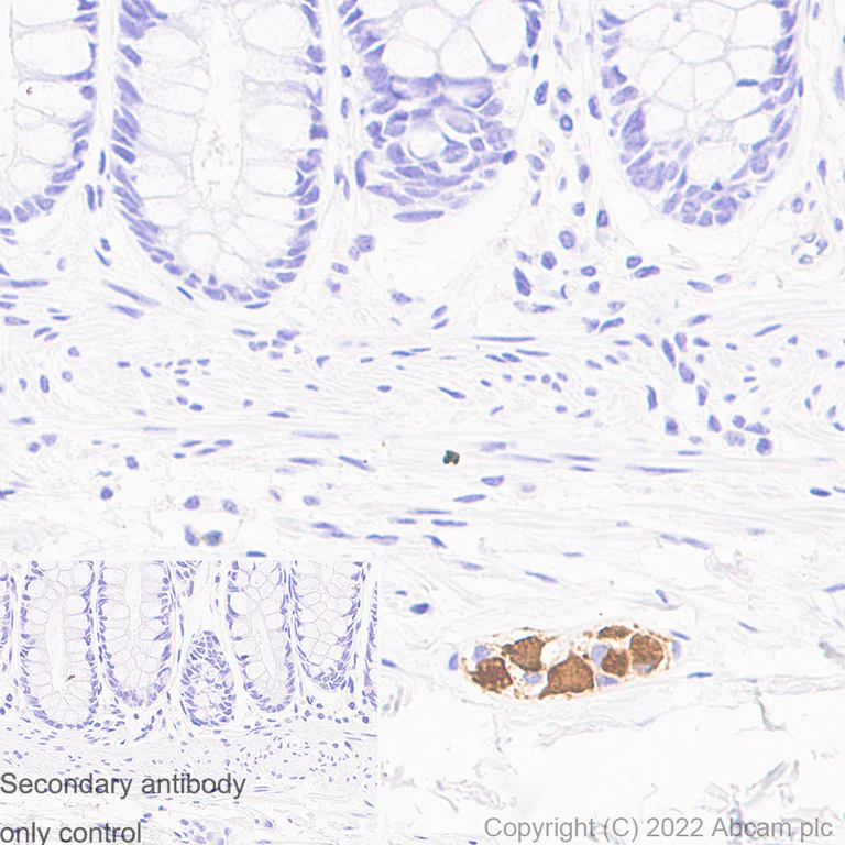 Immunohistochemistry (Formalin/PFA-fixed paraffin-embedded sections) - Anti-MAP2 antibody [EPR19691] - Mouse IgG2a (Chimeric) - BSA and Azide free (AB300646)