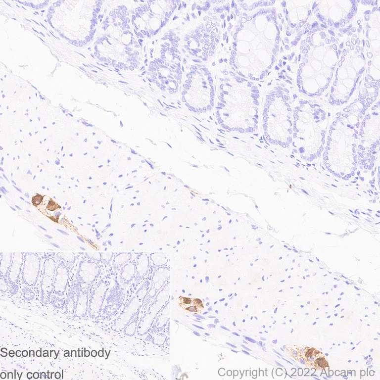 Immunohistochemistry (Formalin/PFA-fixed paraffin-embedded sections) - Anti-MAP2 antibody [EPR19691] - Mouse IgG2a (Chimeric) - BSA and Azide free (AB300646)