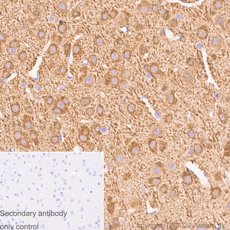 Immunohistochemistry (Formalin/PFA-fixed paraffin-embedded sections) - Anti-MAP2 antibody [EPR19691] - Mouse IgG2a (Chimeric) - BSA and Azide free (AB300646)