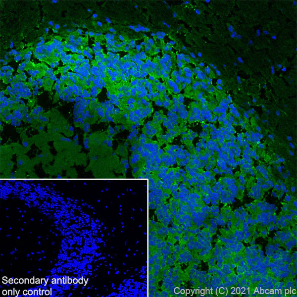 Immunohistochemistry (Formalin/PFA-fixed paraffin-embedded sections) - Anti-MAP2 antibody [EPR19691] - Mouse IgG2a (Chimeric) - BSA and Azide free (AB300646)