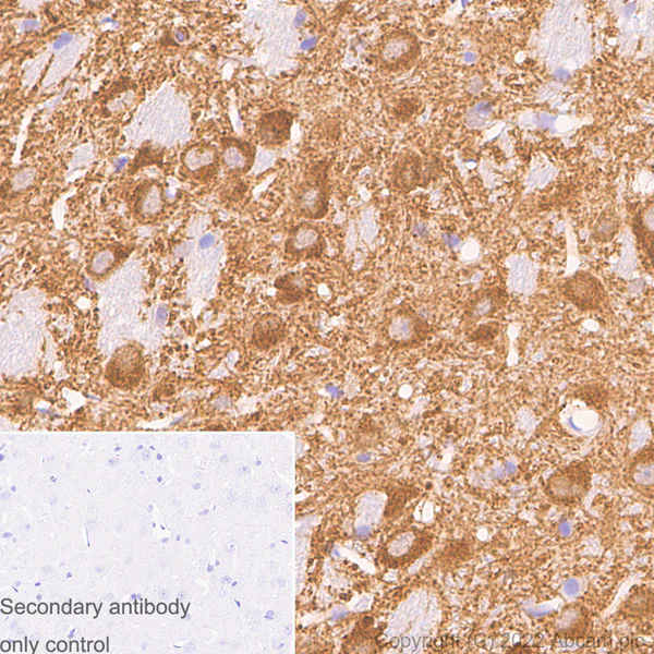 Immunohistochemistry (Formalin/PFA-fixed paraffin-embedded sections) - Anti-MAP2 antibody [EPR19691] - Mouse IgG2a (Chimeric) - BSA and Azide free (AB300646)
