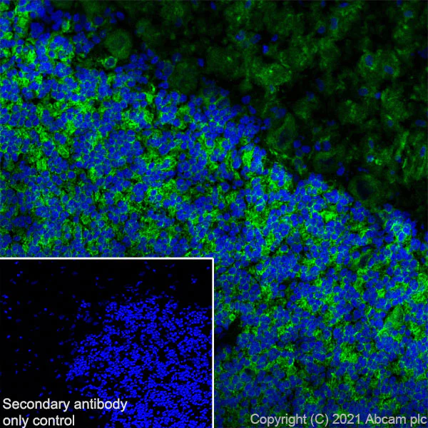 Immunohistochemistry (Frozen sections) - Anti-MAP2 antibody [EPR19691] - Mouse IgG2a (Chimeric) - BSA and Azide free (AB300646)