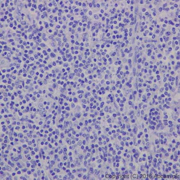 Immunohistochemistry (Formalin/PFA-fixed paraffin-embedded sections) - Anti-MAP2 antibody [EPR19691] (ab183830), expandable thumbnail