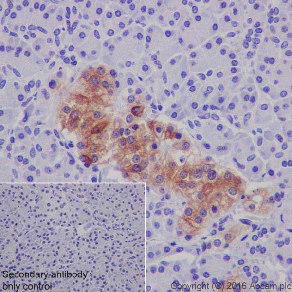 Immunohistochemistry (Formalin/PFA-fixed paraffin-embedded sections) - Anti-MAP2 antibody [EPR19691] (ab183830), expandable thumbnail