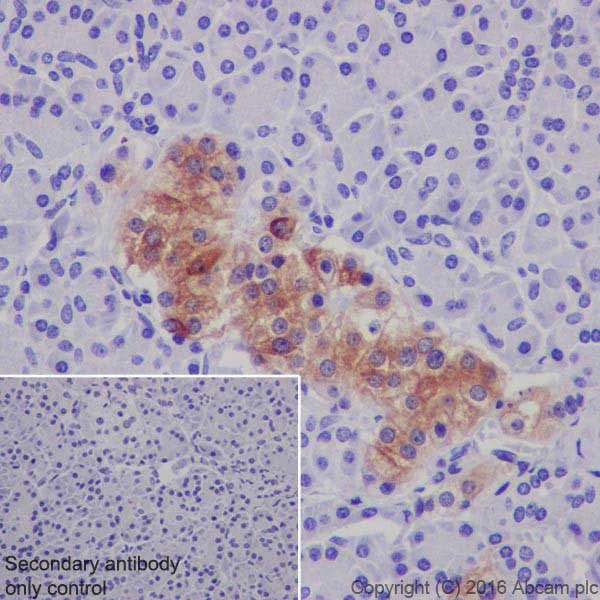 Immunohistochemistry (Formalin/PFA-fixed paraffin-embedded sections) - Anti-MAP2 antibody [EPR19691] - Neuronal Marker (AB183830)