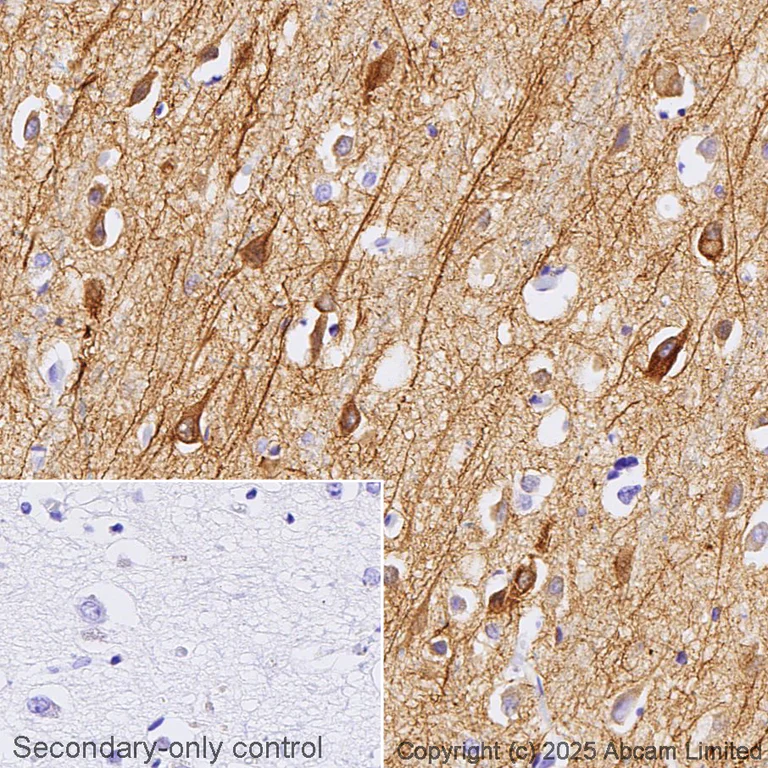 Immunohistochemistry (Formalin/PFA-fixed paraffin-embedded sections) - Anti-MAP2 antibody [EPR19691] - Neuronal Marker (AB183830)