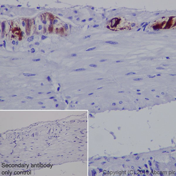 Immunohistochemistry (Formalin/PFA-fixed paraffin-embedded sections) - Anti-MAP2 antibody [EPR19691] - Neuronal Marker (ab183830), expandable thumbnail