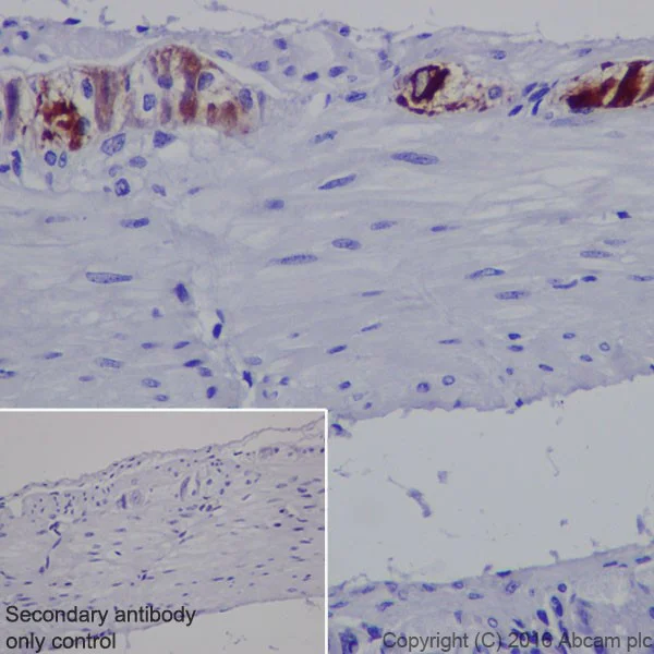 Immunohistochemistry (Formalin/PFA-fixed paraffin-embedded sections) - Anti-MAP2 antibody [EPR19691] - Neuronal Marker (AB183830)