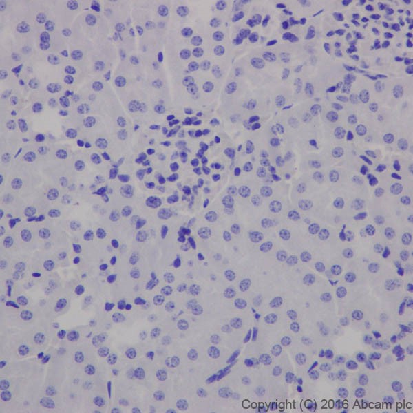 Immunohistochemistry (Formalin/PFA-fixed paraffin-embedded sections) - Anti-MAP2 antibody [EPR19691] (ab183830), expandable thumbnail