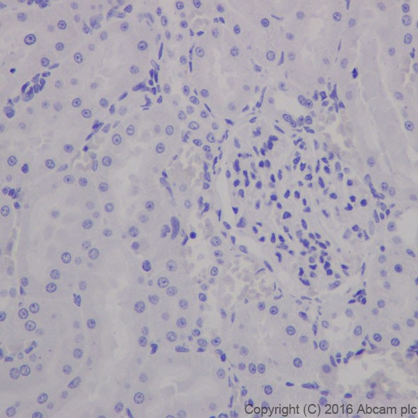 Immunohistochemistry (Formalin/PFA-fixed paraffin-embedded sections) - Anti-MAP2 antibody [EPR19691] (ab183830), expandable thumbnail