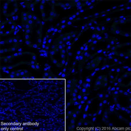 Immunohistochemistry (Frozen sections) - Anti-MAP2 antibody [EPR19691] (ab183830), expandable thumbnail