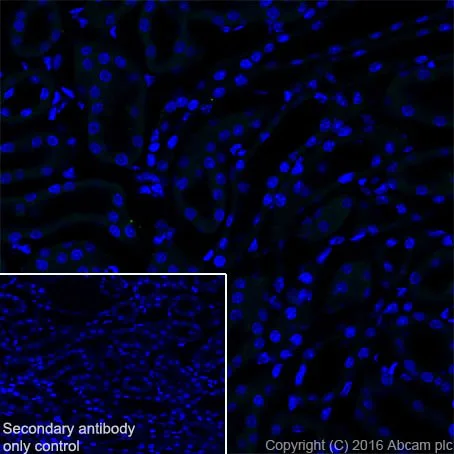 Immunohistochemistry (Frozen sections) - Anti-MAP2 antibody [EPR19691] - Neuronal Marker (AB183830)