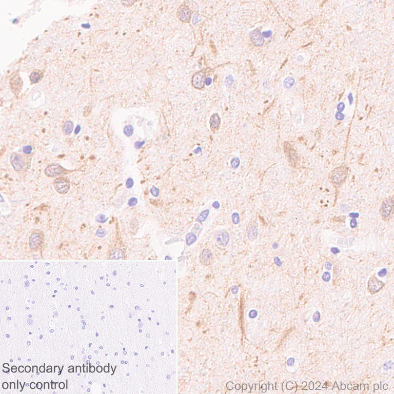 Immunohistochemistry (Formalin/PFA-fixed paraffin-embedded sections) - Anti-MAP2 antibody [EPR19691] - Neuronal Marker - Chicken IgY (Chimeric) (AB318993)