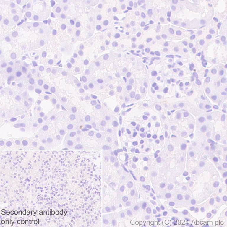 Immunohistochemistry (Formalin/PFA-fixed paraffin-embedded sections) - Anti-MAP2 antibody [EPR19691] - Neuronal Marker - Chicken IgY (Chimeric) (AB318993)