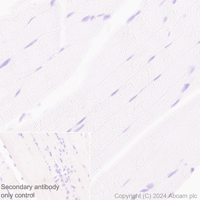 Immunohistochemistry (Formalin/PFA-fixed paraffin-embedded sections) - Anti-MAP2 antibody [EPR19691] - Neuronal Marker - Chicken IgY (Chimeric) (AB318993)