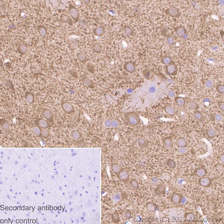 Immunohistochemistry (Formalin/PFA-fixed paraffin-embedded sections) - Anti-MAP2 antibody [EPR19691] - Neuronal Marker - Goat IgG (Chimeric) (AB302487)