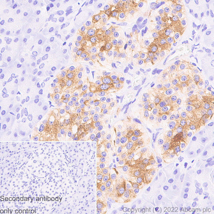 Immunohistochemistry (Formalin/PFA-fixed paraffin-embedded sections) - Anti-MAP2 antibody [EPR19691] - Neuronal Marker - Mouse IgG2a (Chimeric) (AB300645)