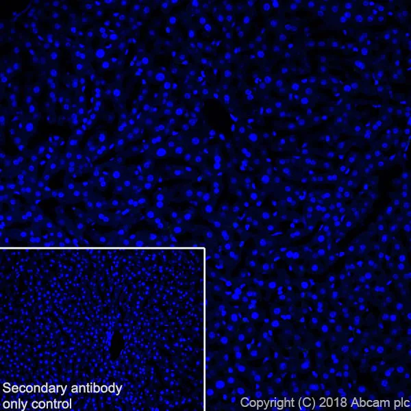 Immunohistochemistry (Frozen sections) - Anti-MAP2 antibody [EPR22036-127] - BSA and Azide free (AB238889)