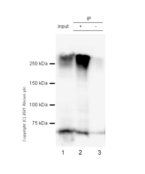 Immunoprecipitation - Anti-MAP2 antibody [EPR22036-127] - BSA and Azide free (AB238889)