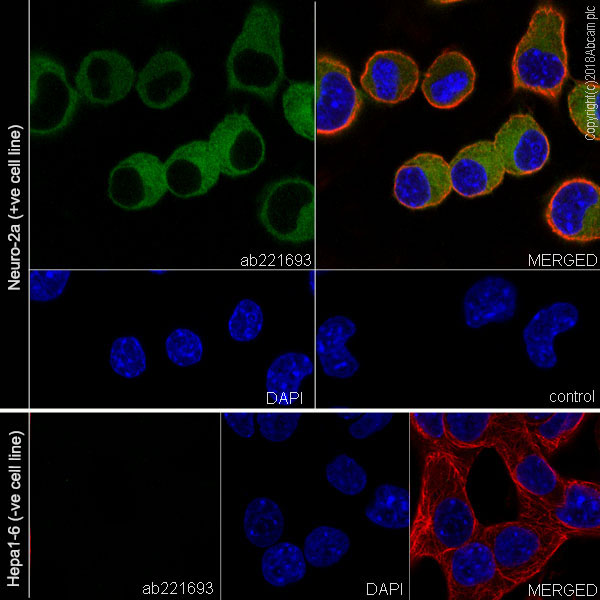 Immunocytochemistry/ Immunofluorescence - Anti-MAP2 antibody [EPR22036-127] - Neuronal Marker (AB221693), expandable thumbnail