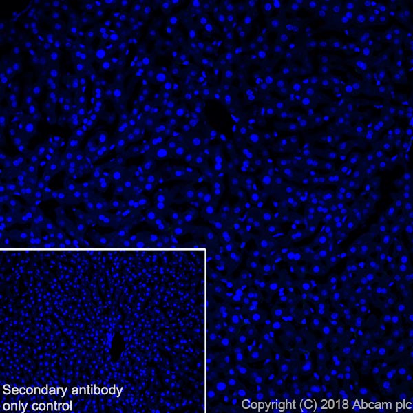Immunohistochemistry (Frozen sections) - Anti-MAP2 antibody [EPR22036-127] - Neuronal Marker (ab221693), expandable thumbnail