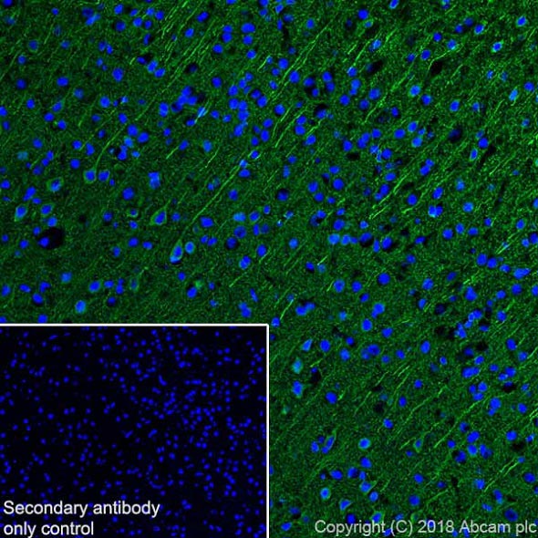 Immunohistochemistry (Frozen sections) - Anti-MAP2 antibody [EPR22036-127] - Neuronal Marker (AB221693), expandable thumbnail