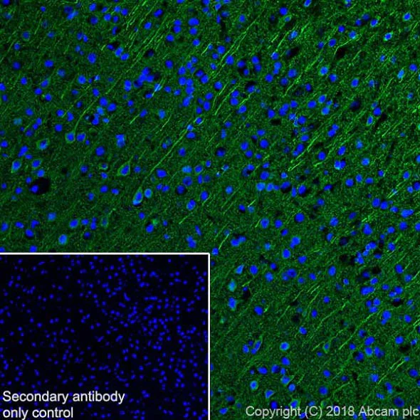 Immunohistochemistry (Frozen sections) - Anti-MAP2 antibody [EPR22036-127] - Neuronal Marker (AB221693)