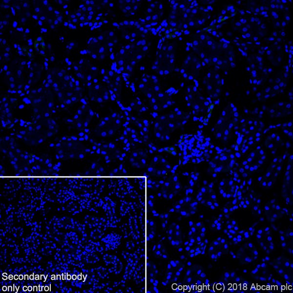 Immunohistochemistry (Frozen sections) - Anti-MAP2 antibody [EPR22036-127] - Neuronal Marker (AB221693), expandable thumbnail