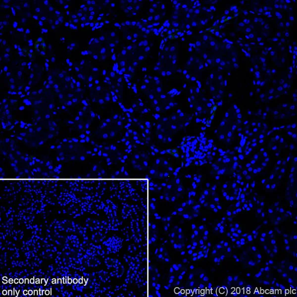 Immunohistochemistry (Frozen sections) - Anti-MAP2 antibody [EPR22036-127] - Neuronal Marker (AB221693)