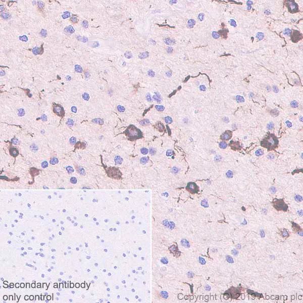 Immunohistochemistry (Formalin/PFA-fixed paraffin-embedded sections) - Anti-MAP2 antibody [EPR22641-106] - BSA and Azide free (AB256511)