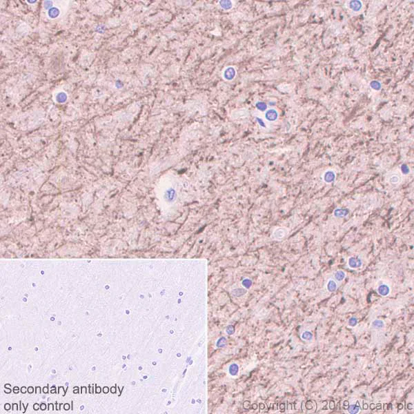 Immunohistochemistry (Formalin/PFA-fixed paraffin-embedded sections) - Anti-MAP2 antibody [EPR22641-106] - Neuronal Marker (AB254263)