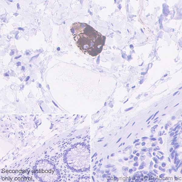 Immunohistochemistry (Formalin/PFA-fixed paraffin-embedded sections) - Anti-MAP2 antibody [EPR22641-106] - Neuronal Marker (AB254263), expandable thumbnail