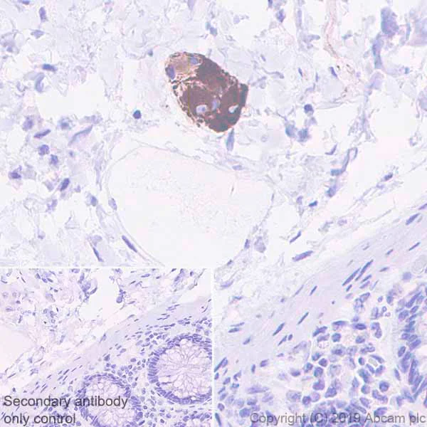 Immunohistochemistry (Formalin/PFA-fixed paraffin-embedded sections) - Anti-MAP2 antibody [EPR22641-106] - Neuronal Marker (AB254263)