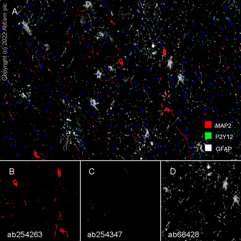 Immunohistochemistry (Formalin/PFA-fixed paraffin-embedded sections) - Anti-MAP2 antibody [EPR22641-106] - Neuronal Marker (AB254263)