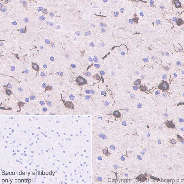 Immunohistochemistry (Formalin/PFA-fixed paraffin-embedded sections) - Anti-MAP2 antibody [EPR22641-106] - Neuronal Marker (AB254263), expandable thumbnail